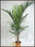 راونیا ریولاریس